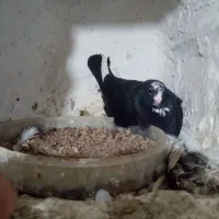 پلنگ عتیقه|پرنده|کرمان, |دیوار