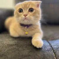 فروش گربه نر اسکاتیش