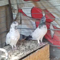 کبوتر