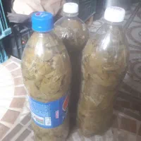 برگ مو( برگ انگور)|خوردنی و آشامیدنی|جلفا, |دیوار