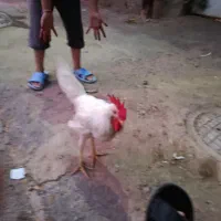 خروس