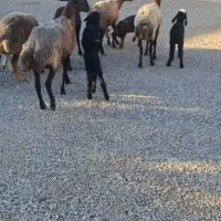 گوسفند