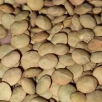 عدس سبز برای فروش