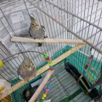 عروس هلندی|پرنده|صحنه, |دیوار