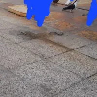 کبوتر