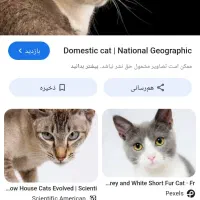 سلام گربه خیابانی رام کسی واگذاری داره پذیرا هستم