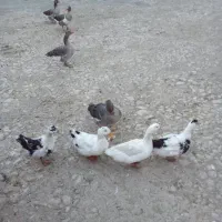 چهار تا غاز چهارتا اوردک|حیوانات مزرعه|کرمانشاه, |دیوار