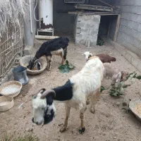 بز و کهره|حیوانات مزرعه|بندر گناوه, |دیوار