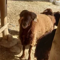 قوچ افشار فروش ( داشتی )