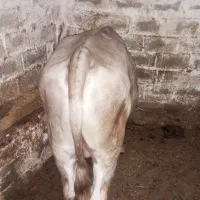 گاو نر