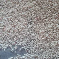 برنج قلوه|خوردنی و آشامیدنی|گوراب زرمیخ, |دیوار