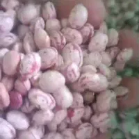 فروش عمده لوبیا چیتی