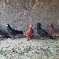 کبوتر چپ افشون ودم سیاه وقره دم سفید تهرونی