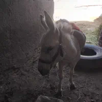 الاغ|حیوانات مزرعه|سبزوار, کلاته سیفر|دیوار