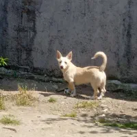 سگ پاکوتاه