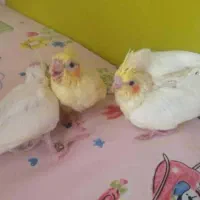 *عروس مولدجوجه داده تضمینی باقفس وسایل مفت گزاشتم*