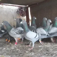 المانی درجه یک جون گردن کلفت زنبوری هواجابخوابون