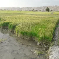 تیم درجه یک چمپا  میداوود  با کیفیت بدون علف و دنه