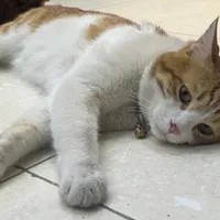 گمشده گربه محدوده وکیل و بلوار جمهوری بامژدگانی