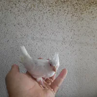 جوجه سرلاکی آلبینوایت