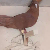 سرخ