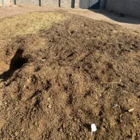 کود گوسفندی گاوی