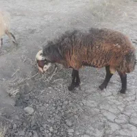 شیشک بره افشاری قوچی