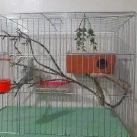 مرغ عشق رنگین کمانی و هلندی مولد تضمینی|پرنده|ارومیه, |دیوار