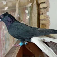 کبوتر|پرنده|کرمانشاه, |دیوار