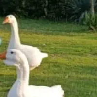 ۳۰عدد قو غاز  سفید لیندا