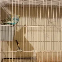 فروش فوری|پرنده|تربت جام, علوی|دیوار