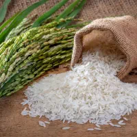 برنج طارم محلی فریدونکنار|خوردنی و آشامیدنی|قم, شاه سید علی|دیوار