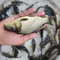 انواع بچه ماهی کپور و آمور امساله