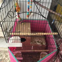 طوطی گرینچیک|پرنده|آستارا, |دیوار