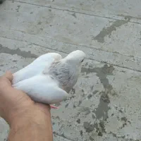 یک جفت کبوتر طوقی
