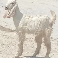کهره ماده دورگ پاکستانی