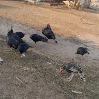 فروشی|حیوانات مزرعه|آبدانان, |دیوار