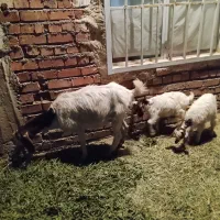 بز با دوکره
