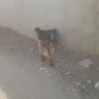 ۳۶۰|حیوانات مزرعه|خاش, |دیوار