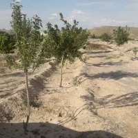 باغ-نقلی-در-اسکو