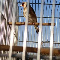 سهره چانه سفید|پرنده|کرمانشاه, |دیوار