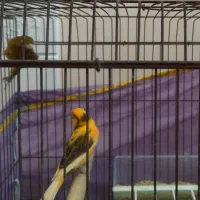 تعدادی قناری نر و ماده