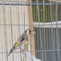 سهره نروماده دهندار