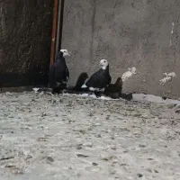 کبوتر