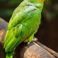 پرنده
