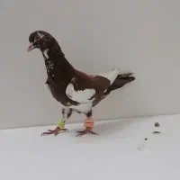 کفتر طوقی|پرنده|فریمان, |دیوار