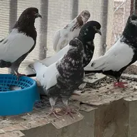 کبوتر|پرنده|شاهرود, |دیوار