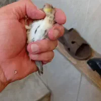 سهره قناری شاه تخم ۳ماهه با قفس آرمان سایز ۴دهندار