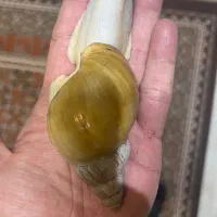 حلزون آلبینو