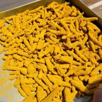 فروش زردچوبه